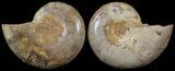 Cut & Polished, Agatized Ammonite Fossil - Jurassic #53824-1